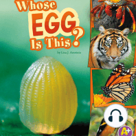Whose Egg Is This?