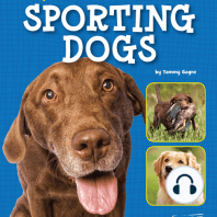 Spaniels, Retrievers, and Other Sporting Dogs
