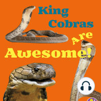 King Cobras Are Awesome!