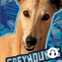 Greyhounds