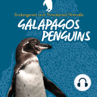 Galapagos Penguins