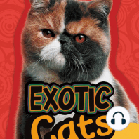 Exotic Cats