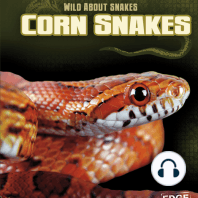 Corn Snakes