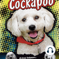 Cockapoo