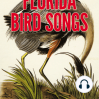 Florida Bird Songs