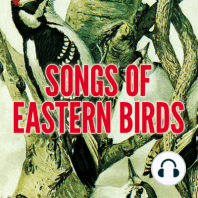 Songs of Eastern Birds