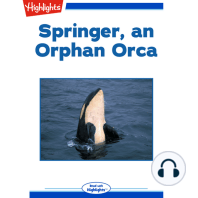 Springer, an Orphan Orca