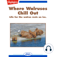 Where Walruses Chill Out