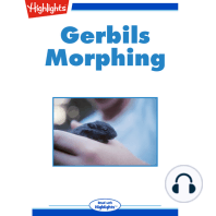 Gerbils Morphing