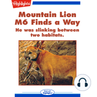 Mountain Lion M6 Finds a Way