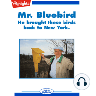 Mr. Bluebird