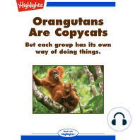 Orangutans Are Copycats