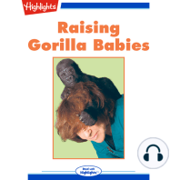 Raising Gorilla Babies