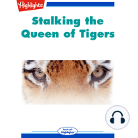 Stalking The Queen of Tigers