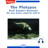 The Platypus