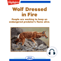 Wolf Dressed in Fire