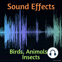 Sound Effects