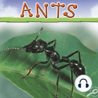 Ants