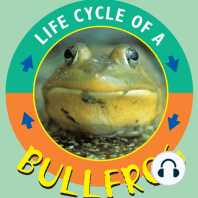 Life Cycle of a Bullfrog