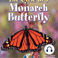 Life Cycle Of A Monarch Butterfly