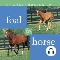 Foal to Horse