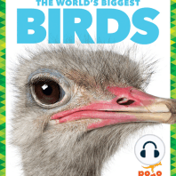 The World's Biggest Birds