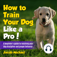 How to Train Your Dog like a Pro