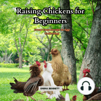 Raising Chicken for Beginners
