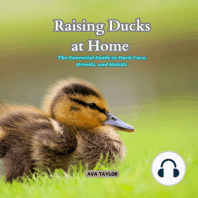 Raising Ducks at Home