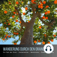 Wanderung durch den Orangenhain