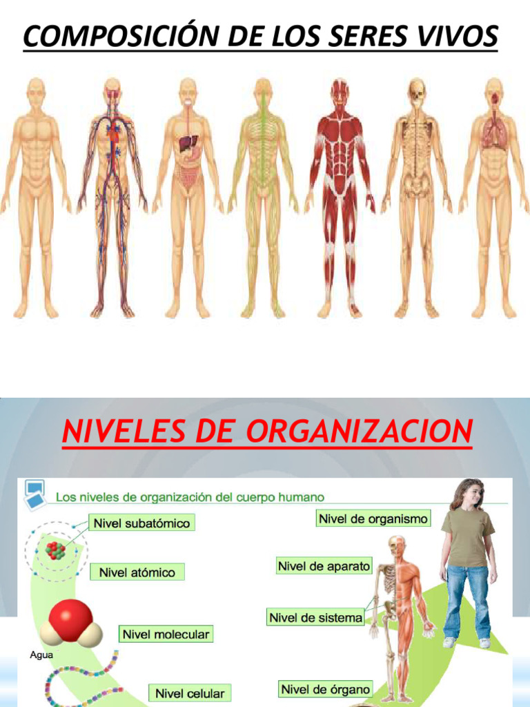 Composicion de Los Seres Vivos | PDF | Organismos | Polisacárido