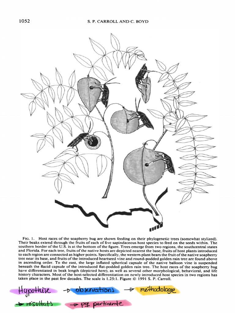 Evolution - August 1992 - Carroll - Host Race Radiation in The ...