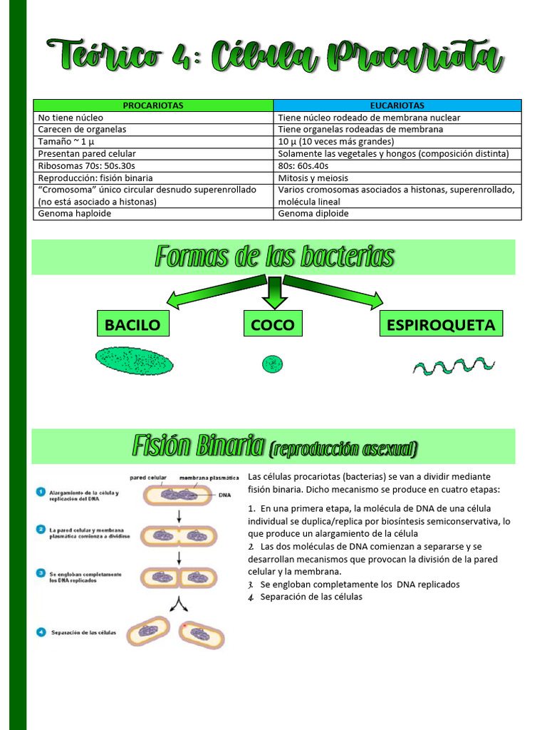 Teo4 - Procariotas | PDF | Las bacterias | Biología Celular)