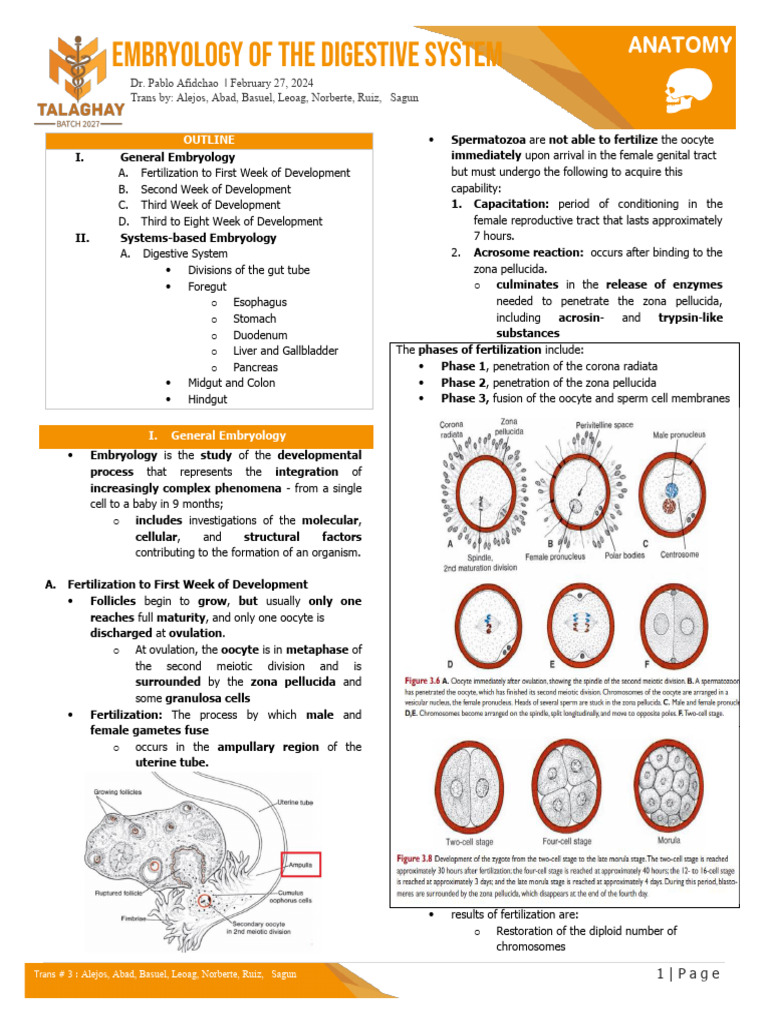 Anatomy S2T4 GI Embryo | PDF | Gastrointestinal Tract | Peritoneum