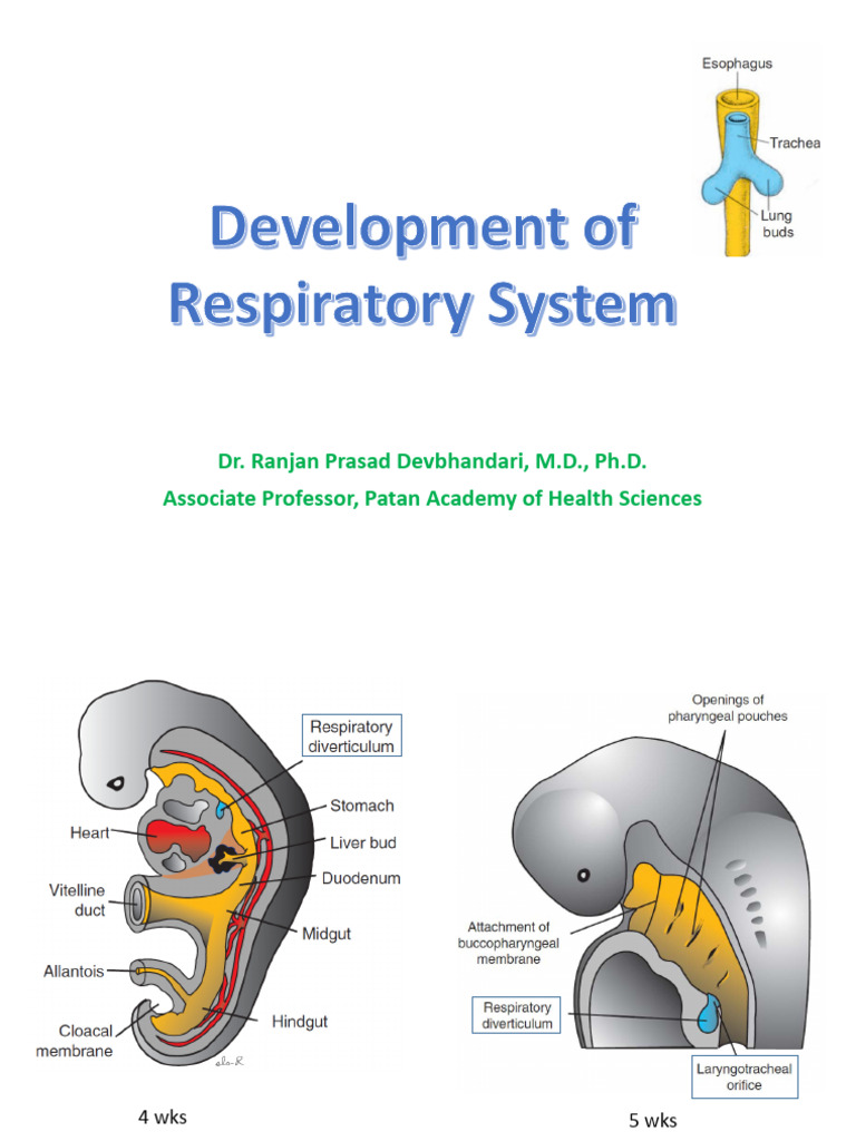 Embryology (Development of RS) | PDF | Lung | Larynx