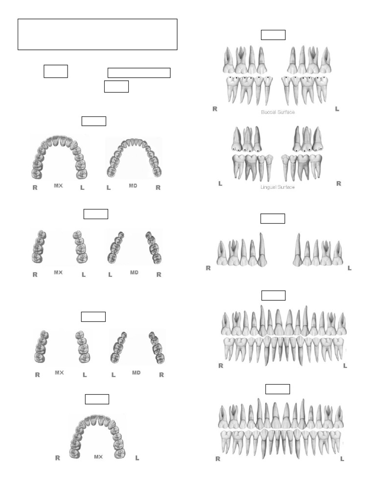 Cast Radiograph Worksheet For Print | PDF