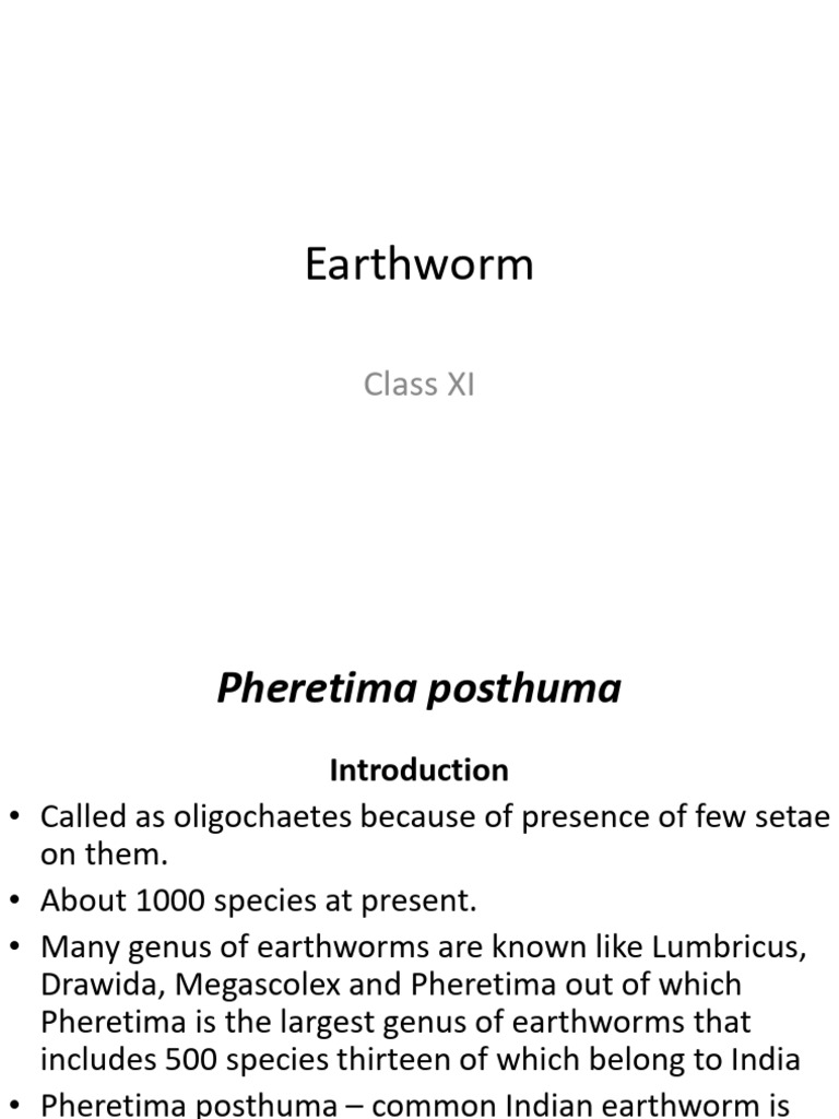 Earthworm For Class - XI | PDF | Digestion | Epithelium