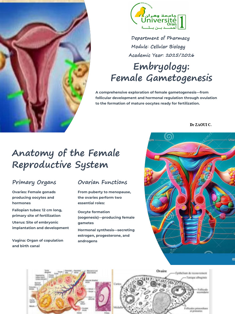 Embryology-Female-Gametogenesis Cours 3 | PDF | Menstrual Cycle | Ovary