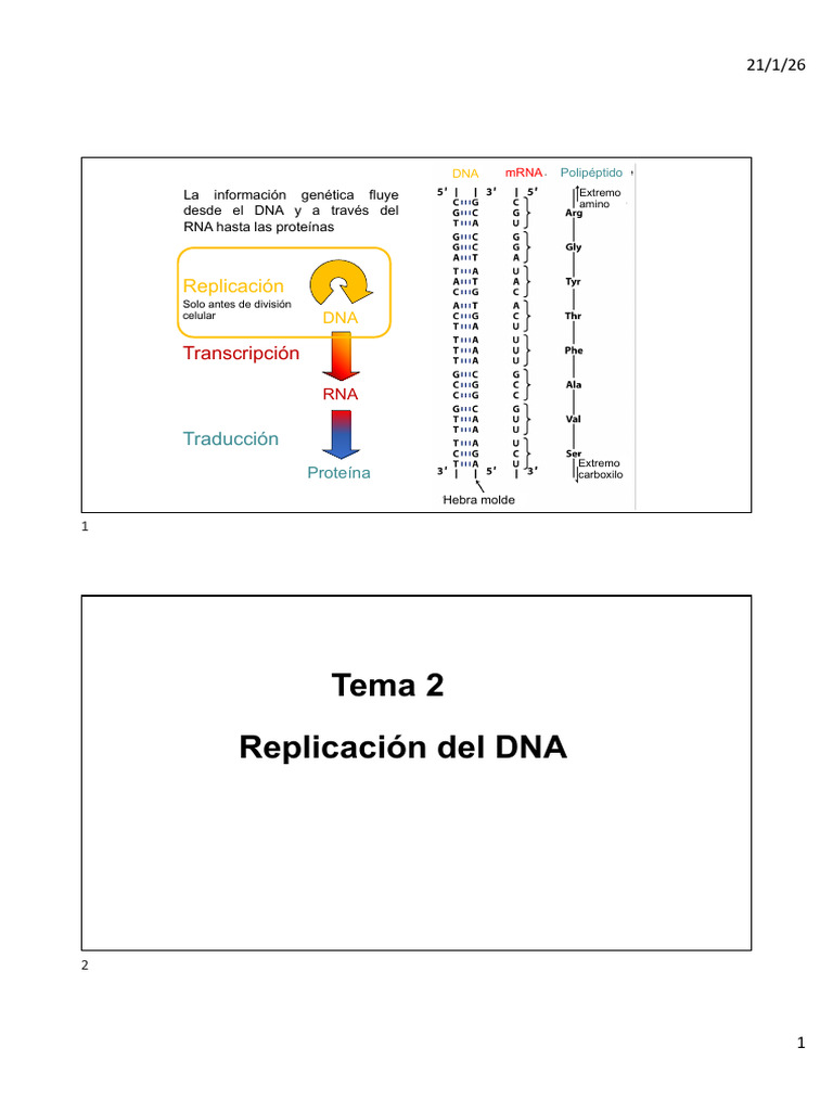 Bloque I - Tema 2. Replicación Del DNA | PDF | Replicación De Adn | Adn