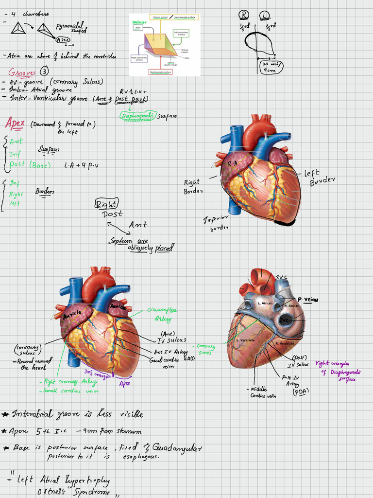 Heart | PDF