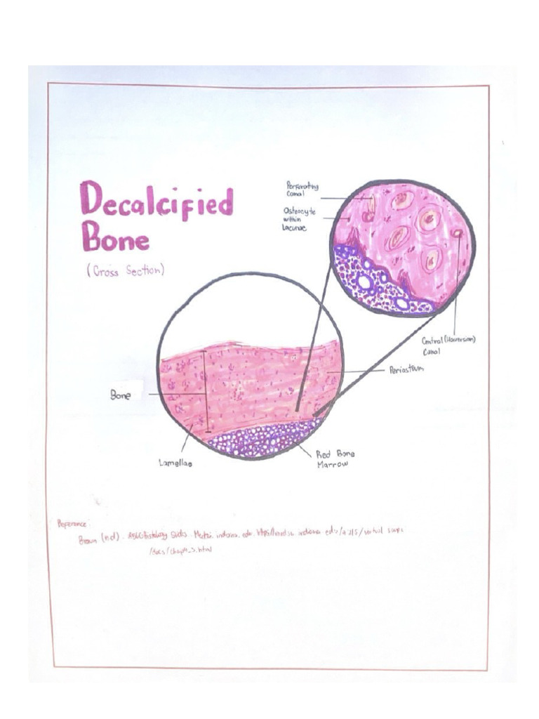 Decalcified Bone (Crosss Section) | PDF