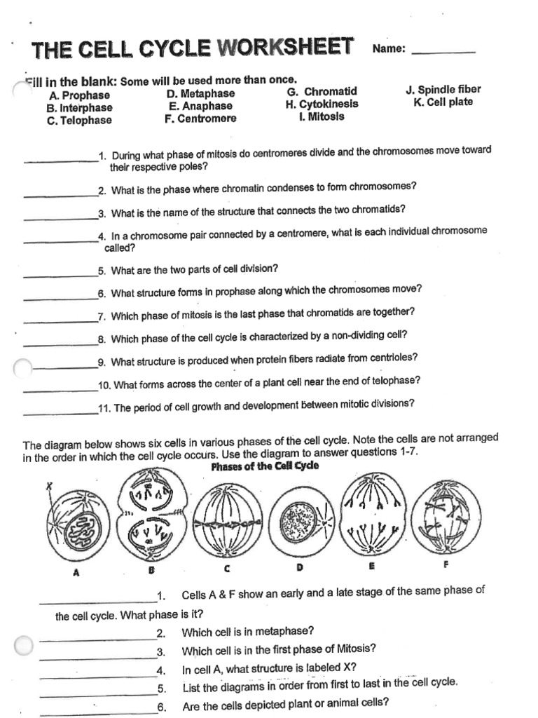 Worksheet Cell Cycle | PDF