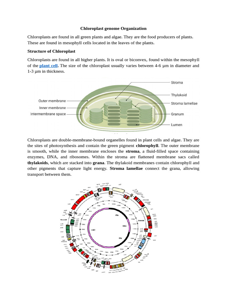 Chloroplast Genome Organization | PDF | Chloroplast | Gene