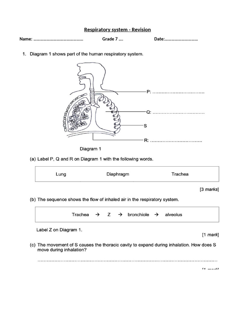 Respiratory System Revision Worksheet | PDF