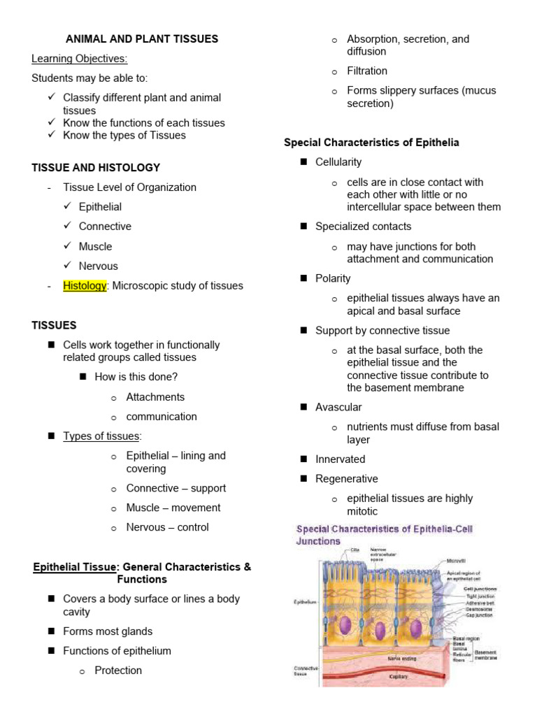 6 - Animal and Plant Tissues | PDF | Epithelium | Connective Tissue
