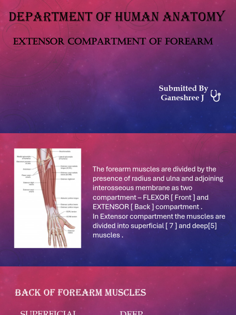 Extensor Compartment of Forearm by Ganeshree. J | PDF | Thumb | Limbs ...
