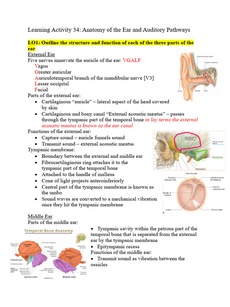 Anatomy of The Ear and Auditory Pathways | PDF | Ear | Vestibular System