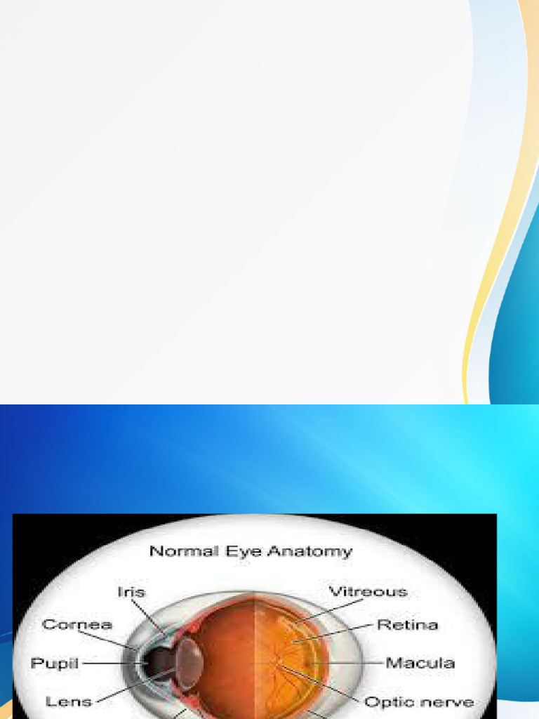 Anatomy of The Eye College 1 | PDF | Human Eye | Cornea