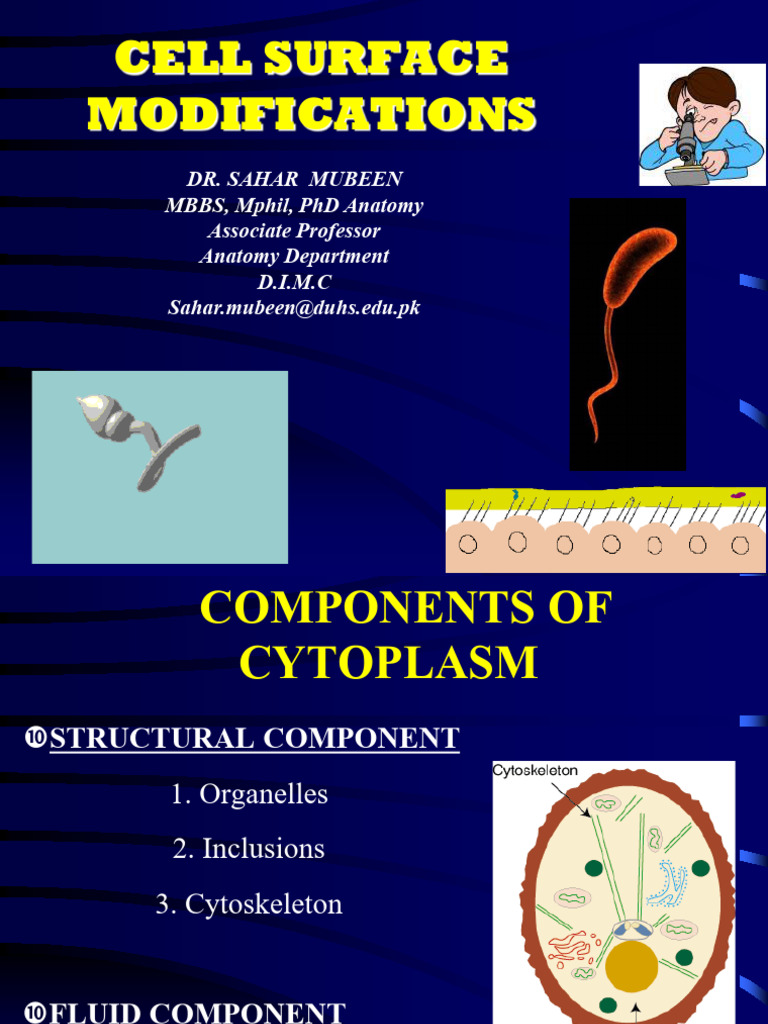 Cell Surface Modifications | PDF | Cell (Biology) | Microtubule