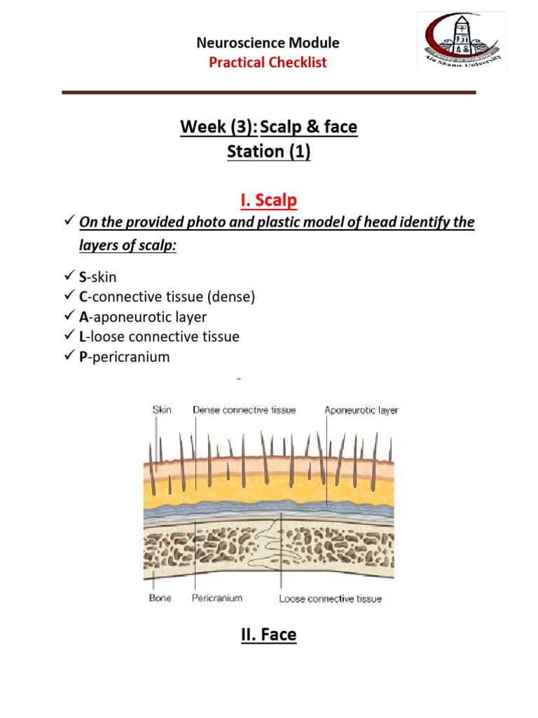 CNS Week 3 Practical Checklist | PDF | Spinal Cord | Human Anatomy